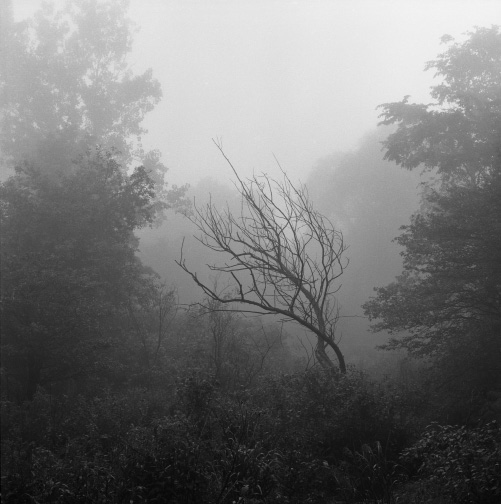 Stream and Early Morning Fog, Millerton NY, 1965