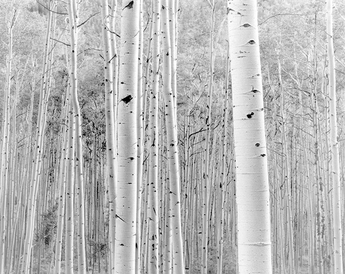 Aspens near Snowmass Colorado, 2000